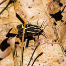 Image of Figured Tiger Moth