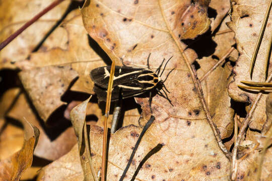 Image of Figured Tiger Moth