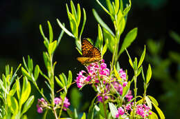 Image of Atlantis Fritillary