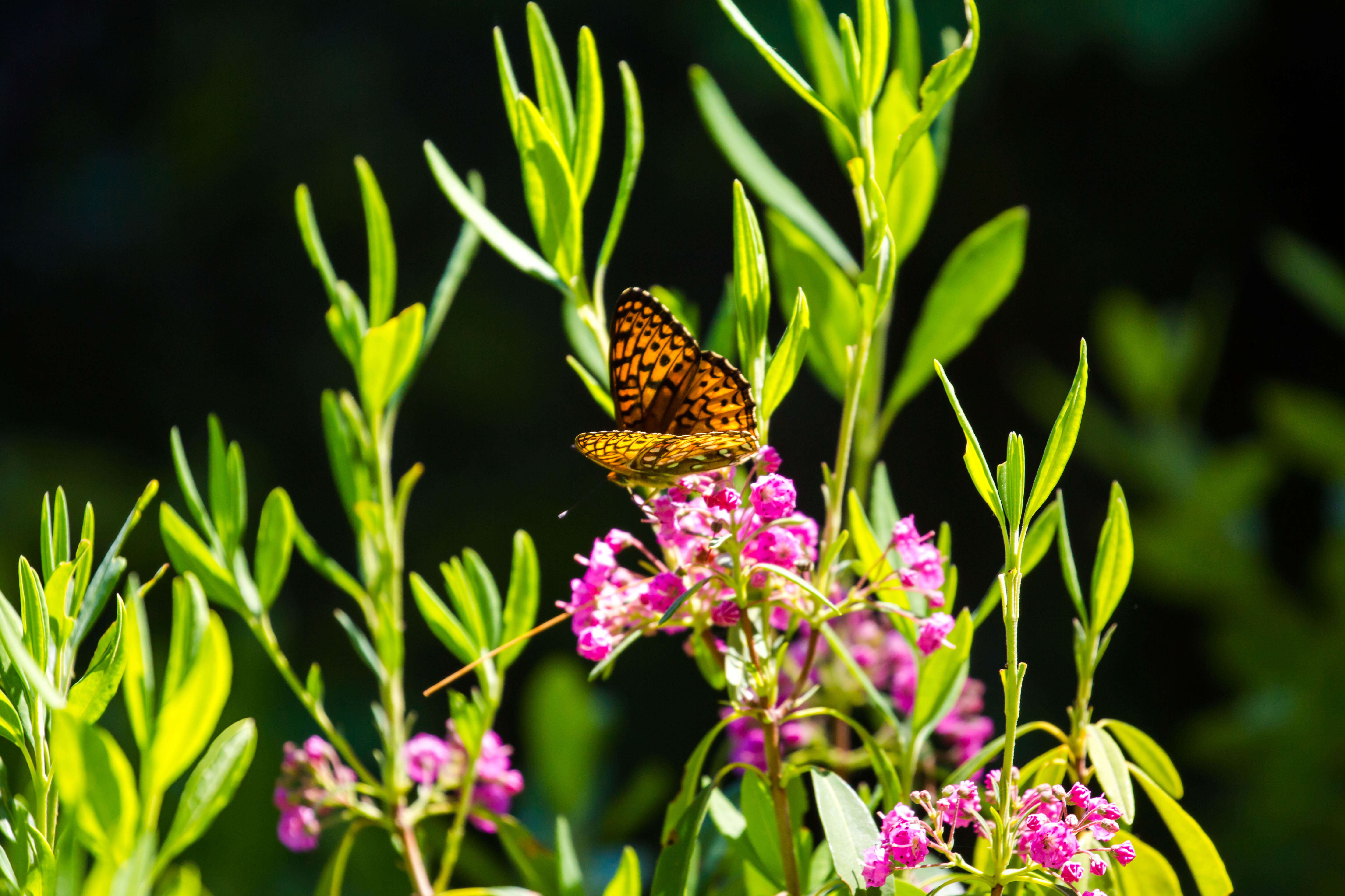 Image of Atlantis Fritillary