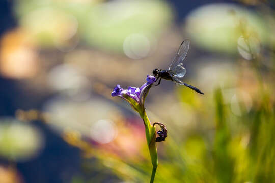 Libellula incesta Hagen 1861 resmi