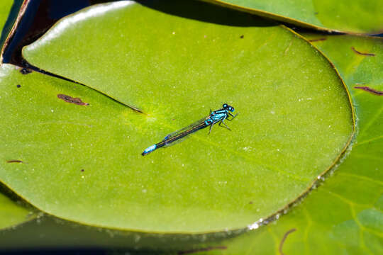 Image of Lilypad Forktail