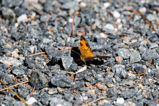 Image of Phyciodes cocyta