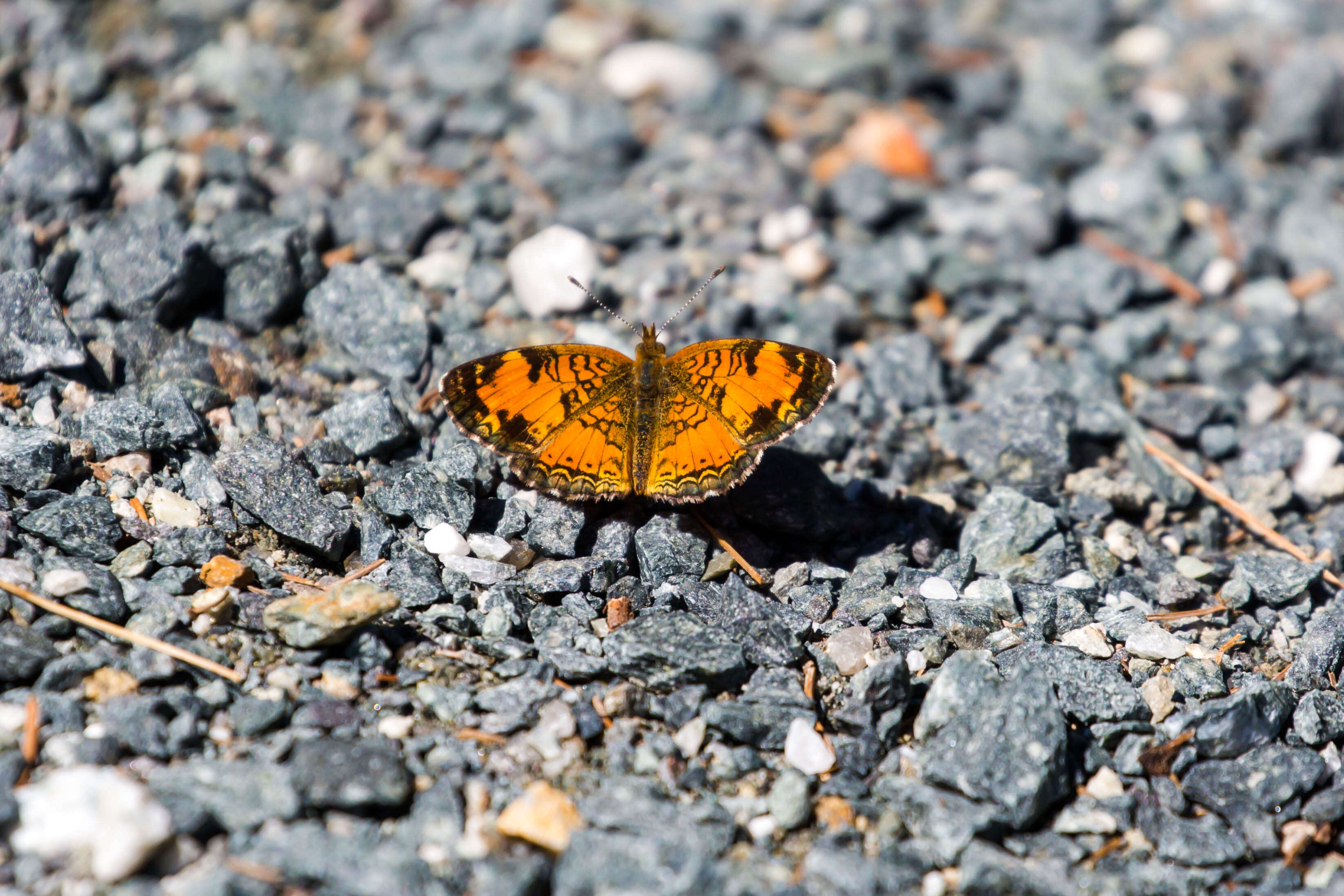 Image of Phyciodes cocyta