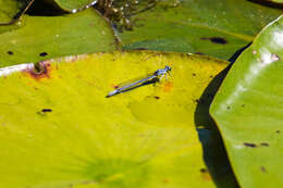 Image of Lilypad Forktail