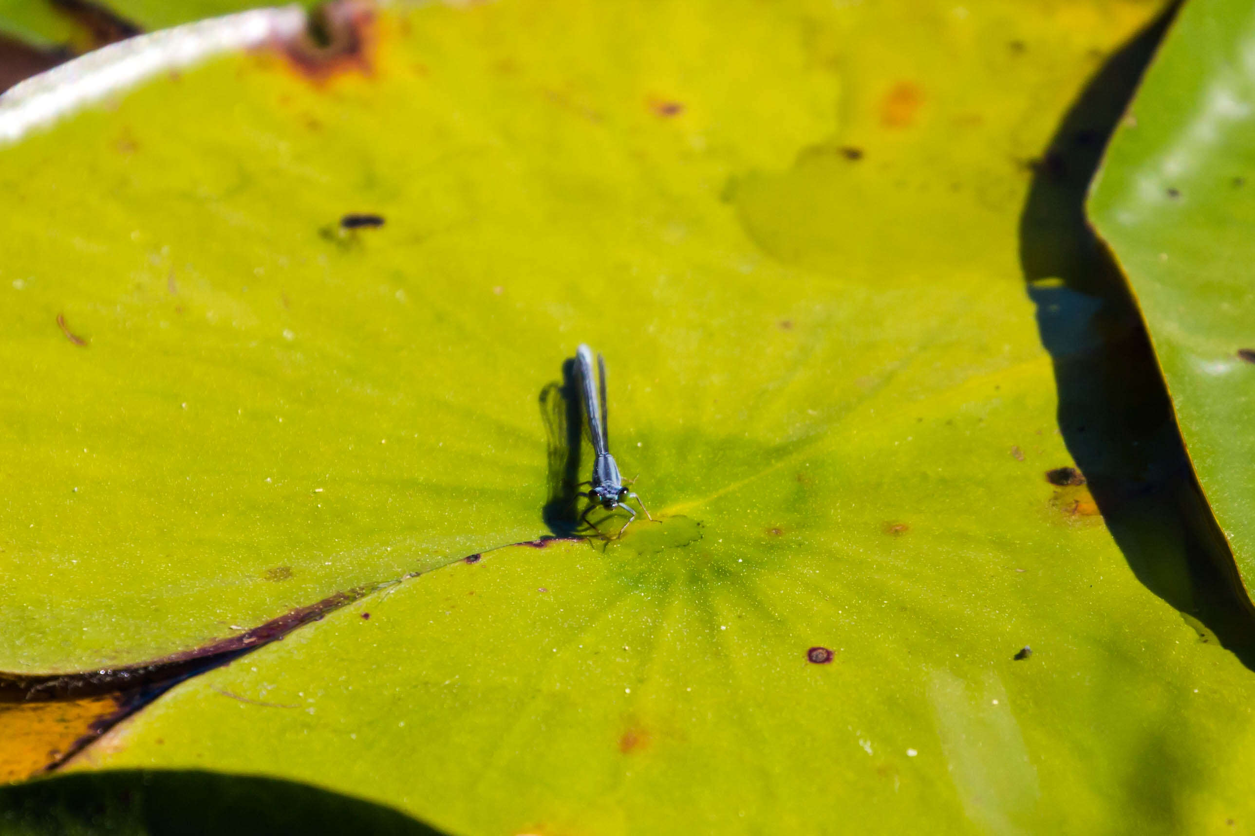 Image of Lilypad Forktail