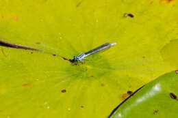 Image of Lilypad Forktail