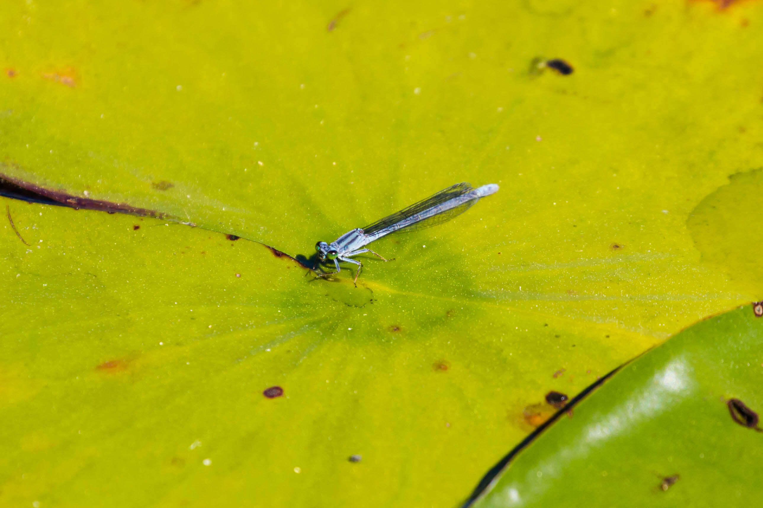 Image of Lilypad Forktail