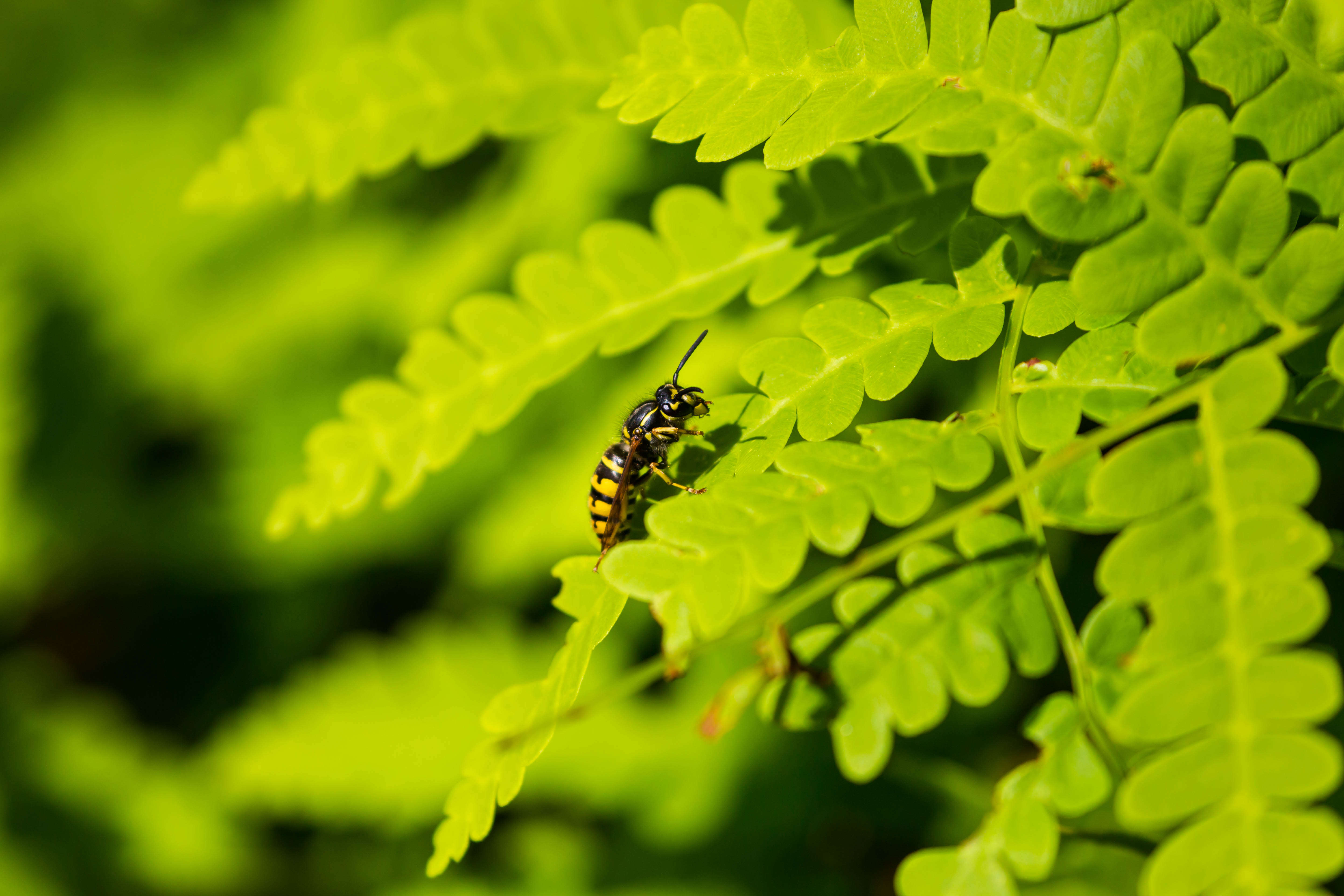 Image of Aerial yellowjacket