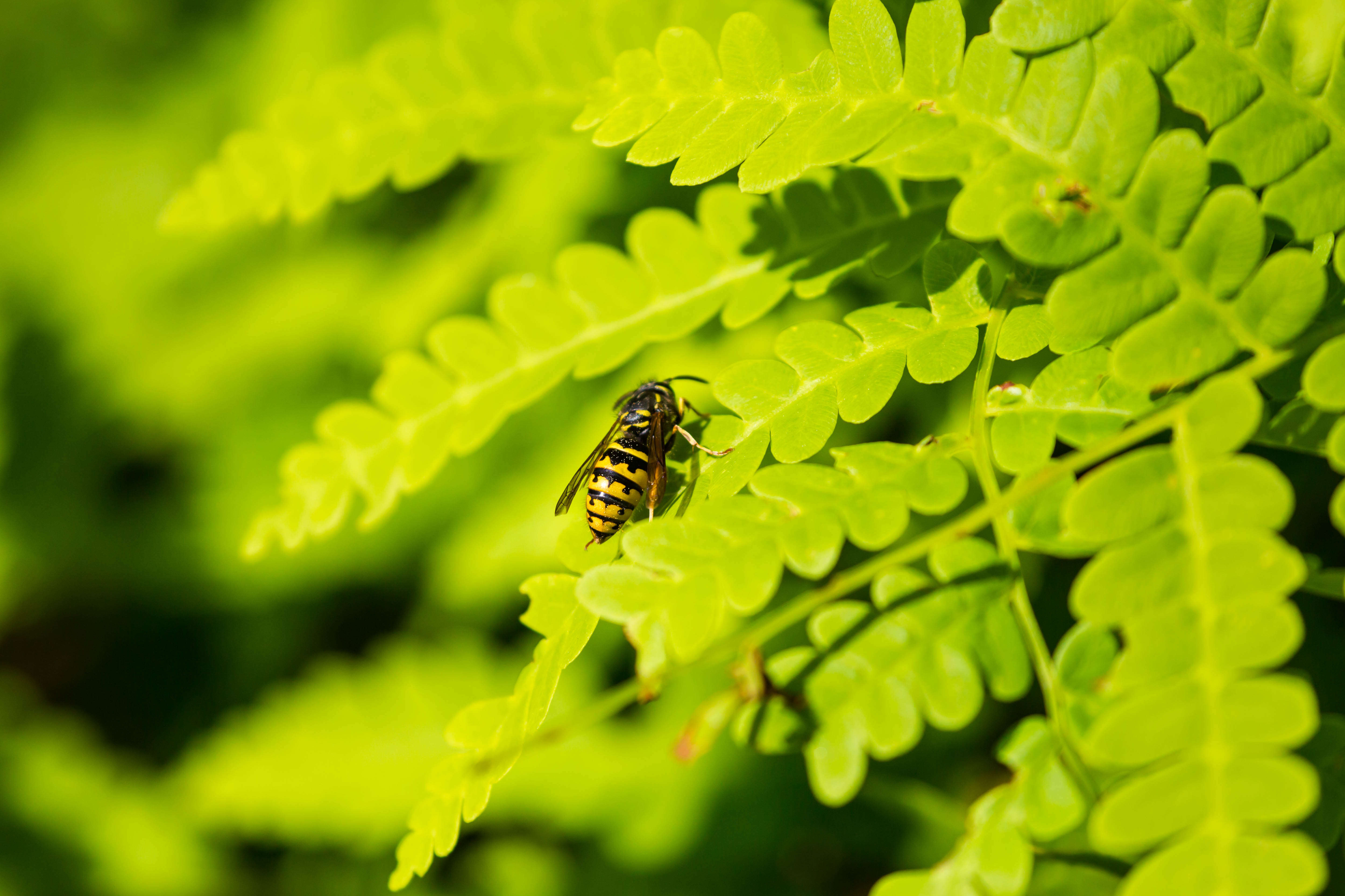 Image of Aerial yellowjacket