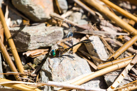 Image of Little Emeralds