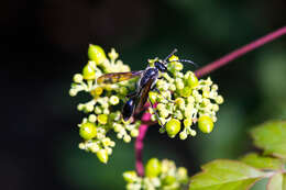 Image of Mud dauber