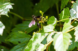 Image of Grass-carrying Wasps