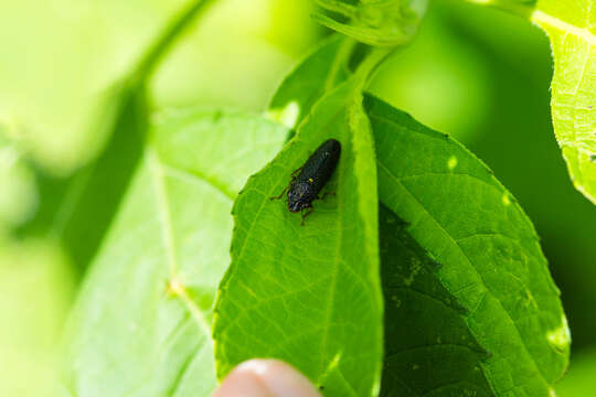 Image of Speckled Sharpshooter