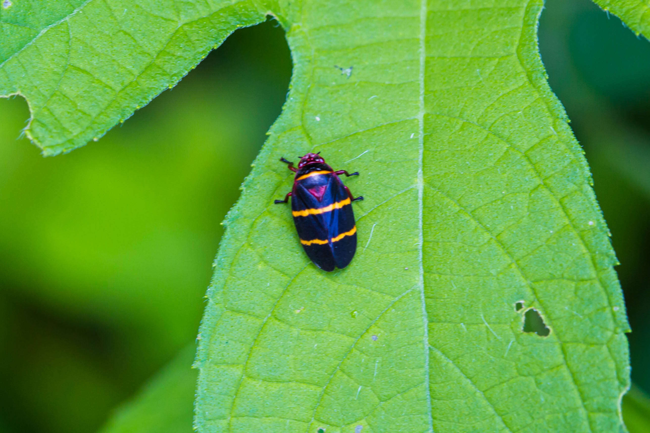 Image of Two-lined Spittlebug