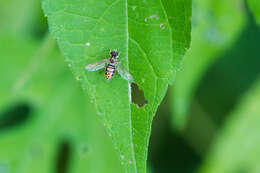 Image of Syrphid fly