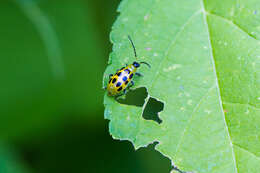 Image of Spotted Cucumber Beetle