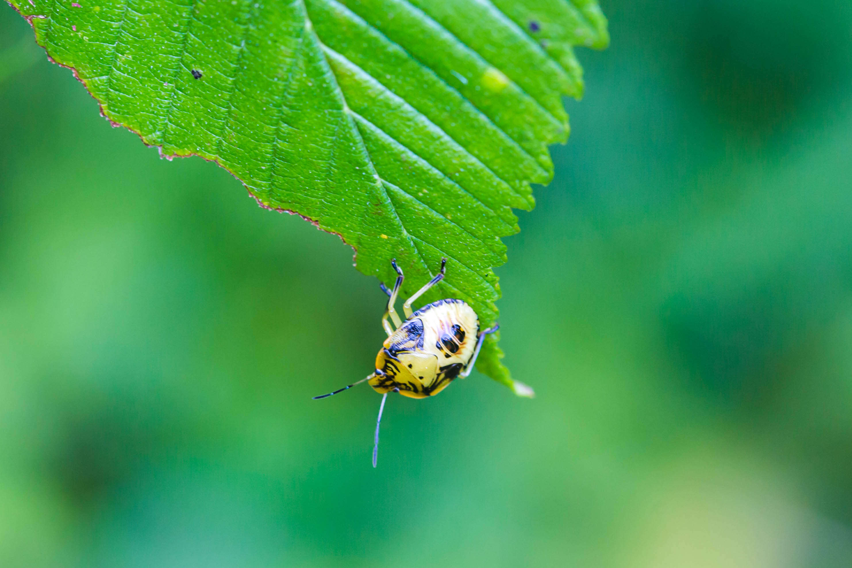 Image of Green stink bug