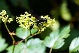 Image of Blue Mud Wasp