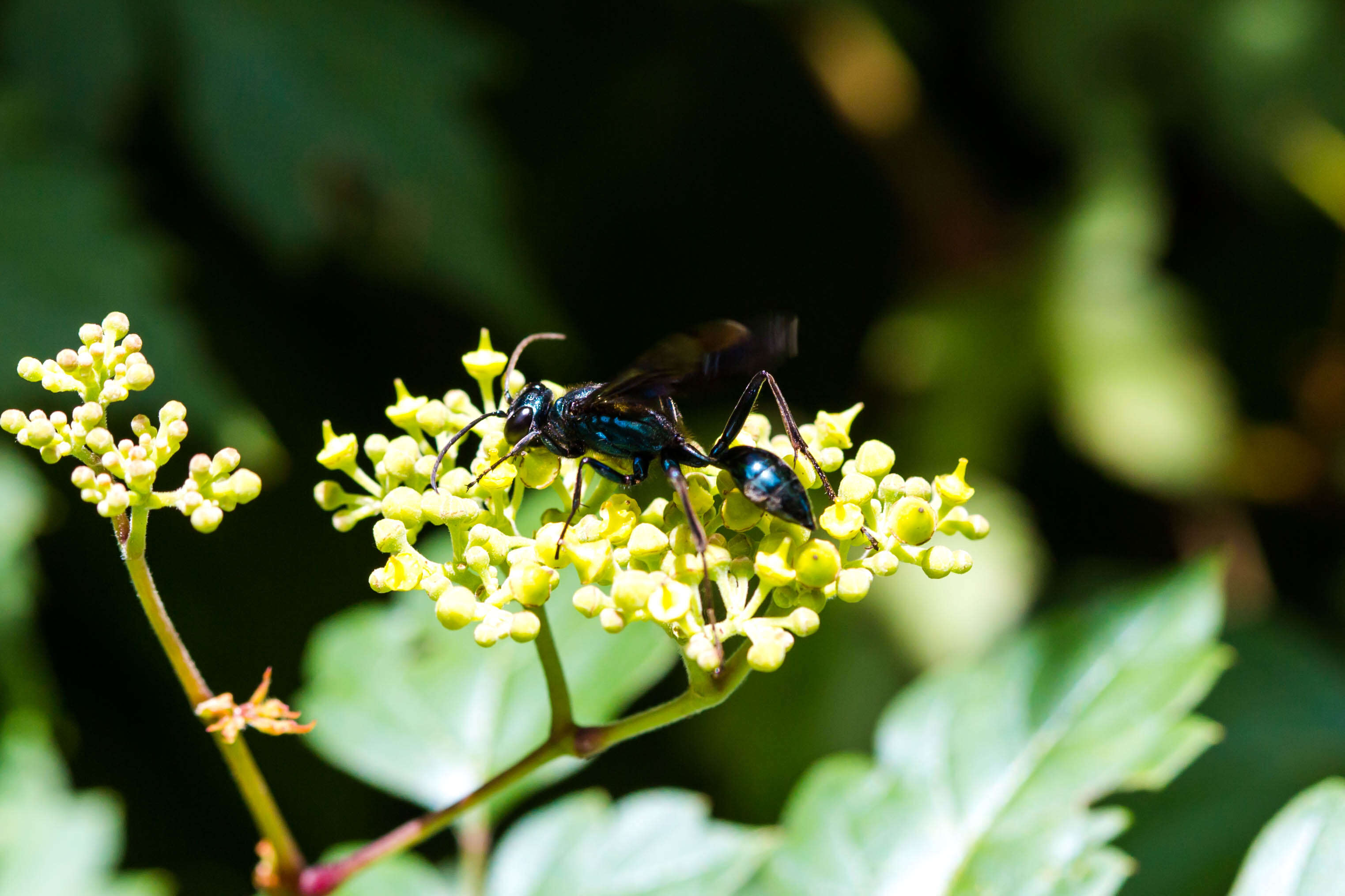 Image of Blue Mud Wasp