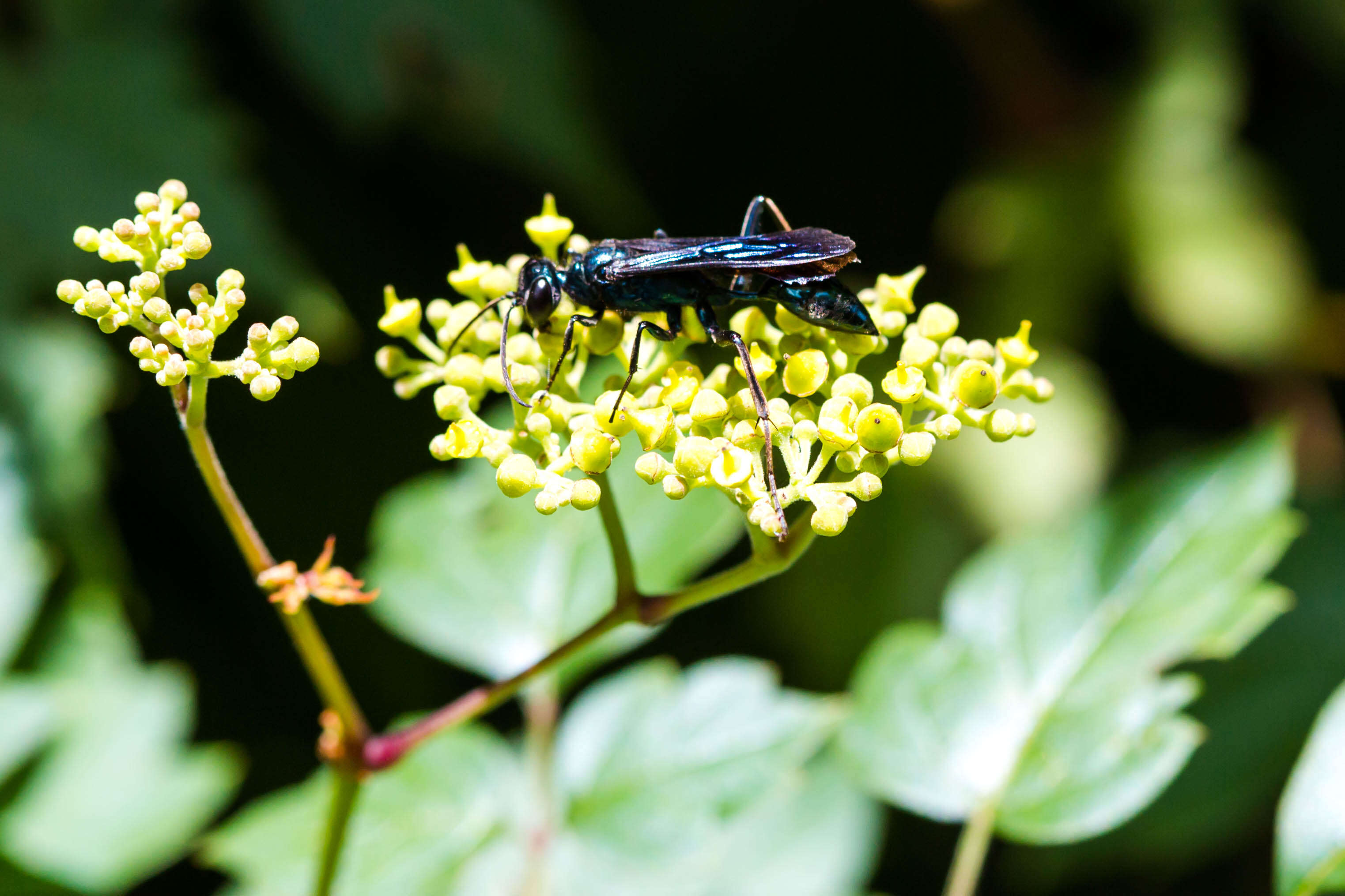 Image of Blue Mud Wasp