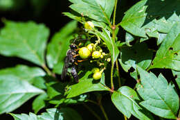 Image of Katydid Wasp