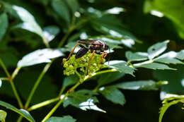 Image of Katydid Wasp