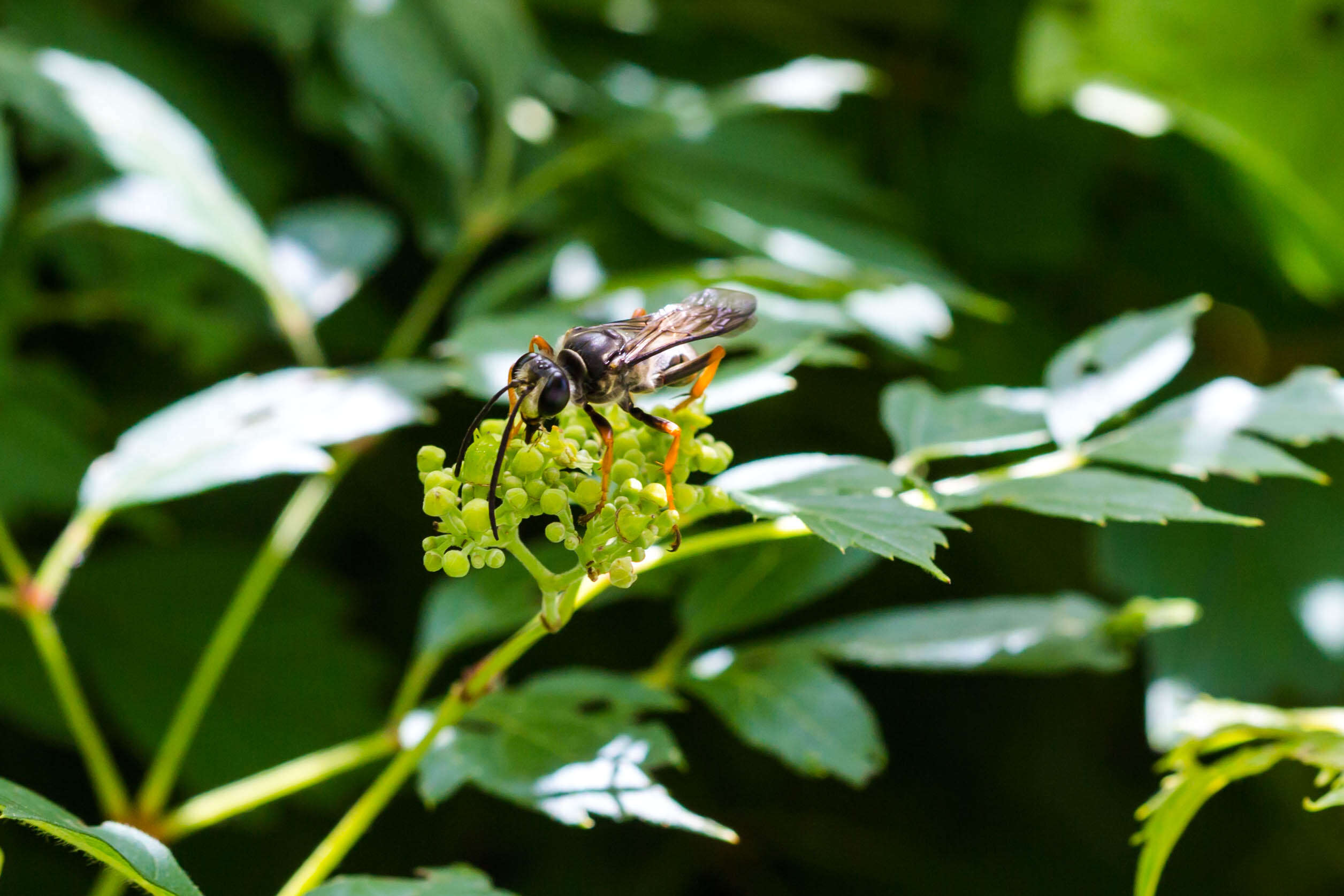 Image of Katydid Wasp