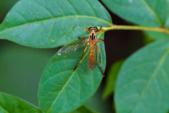 Imagem de Diogmites neoternatus (Bromley 1931)