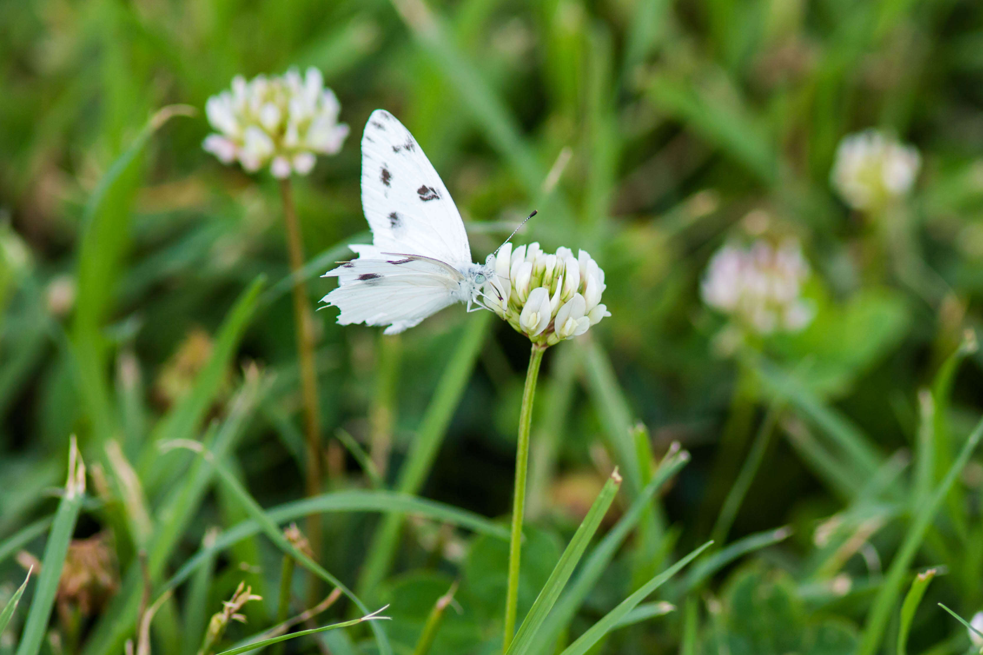 Image of Checkered White