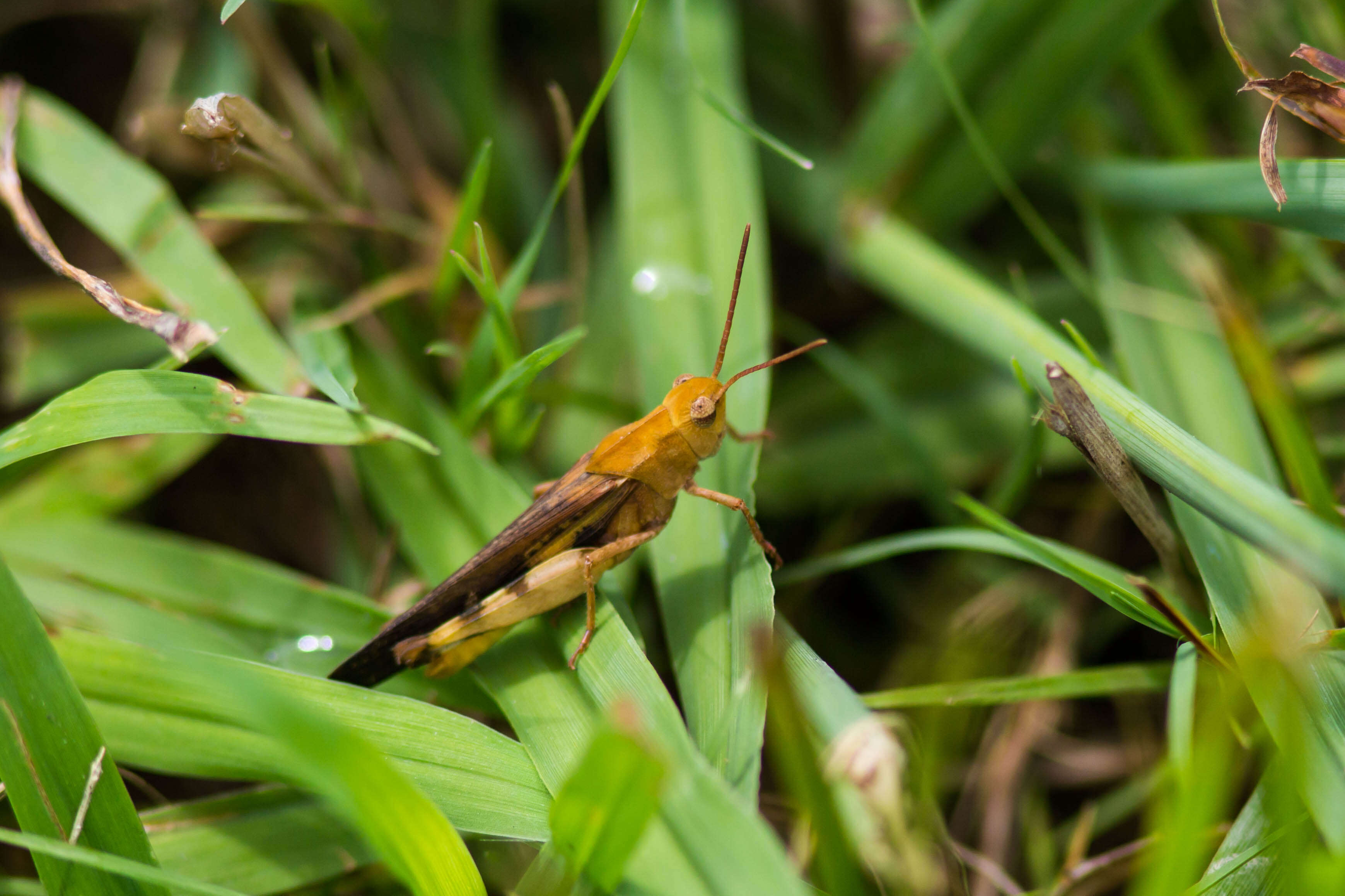 Image of Green-striped Grasshopper