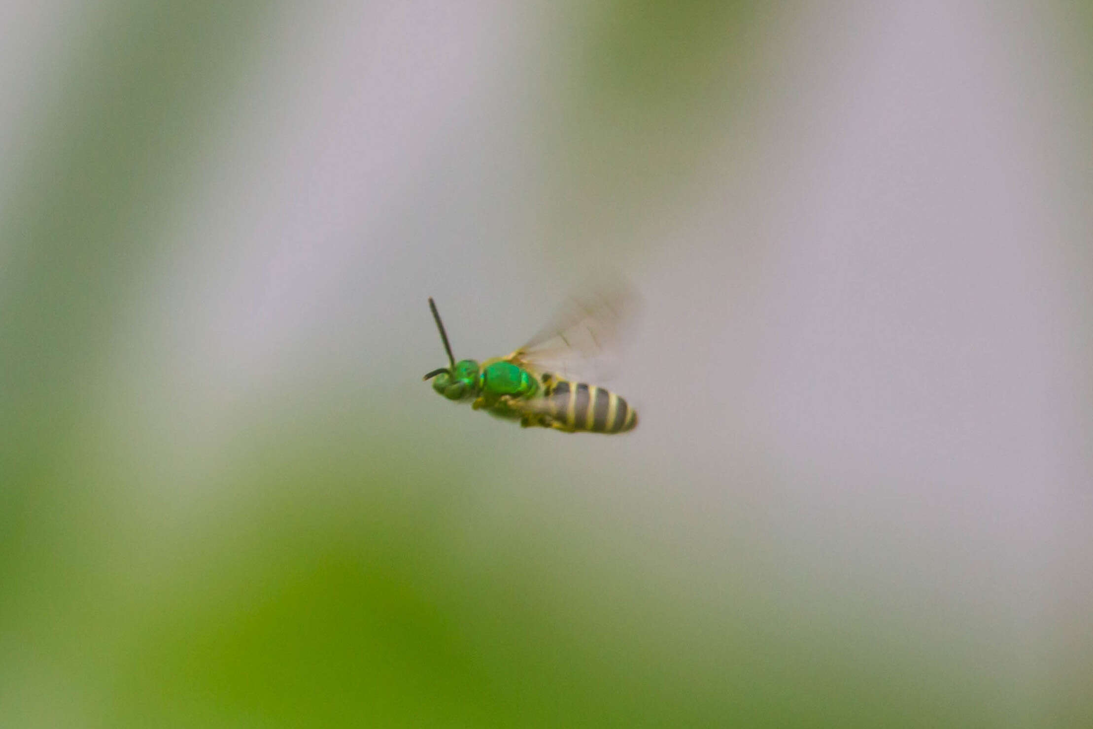 Image of Metallic Green Bees