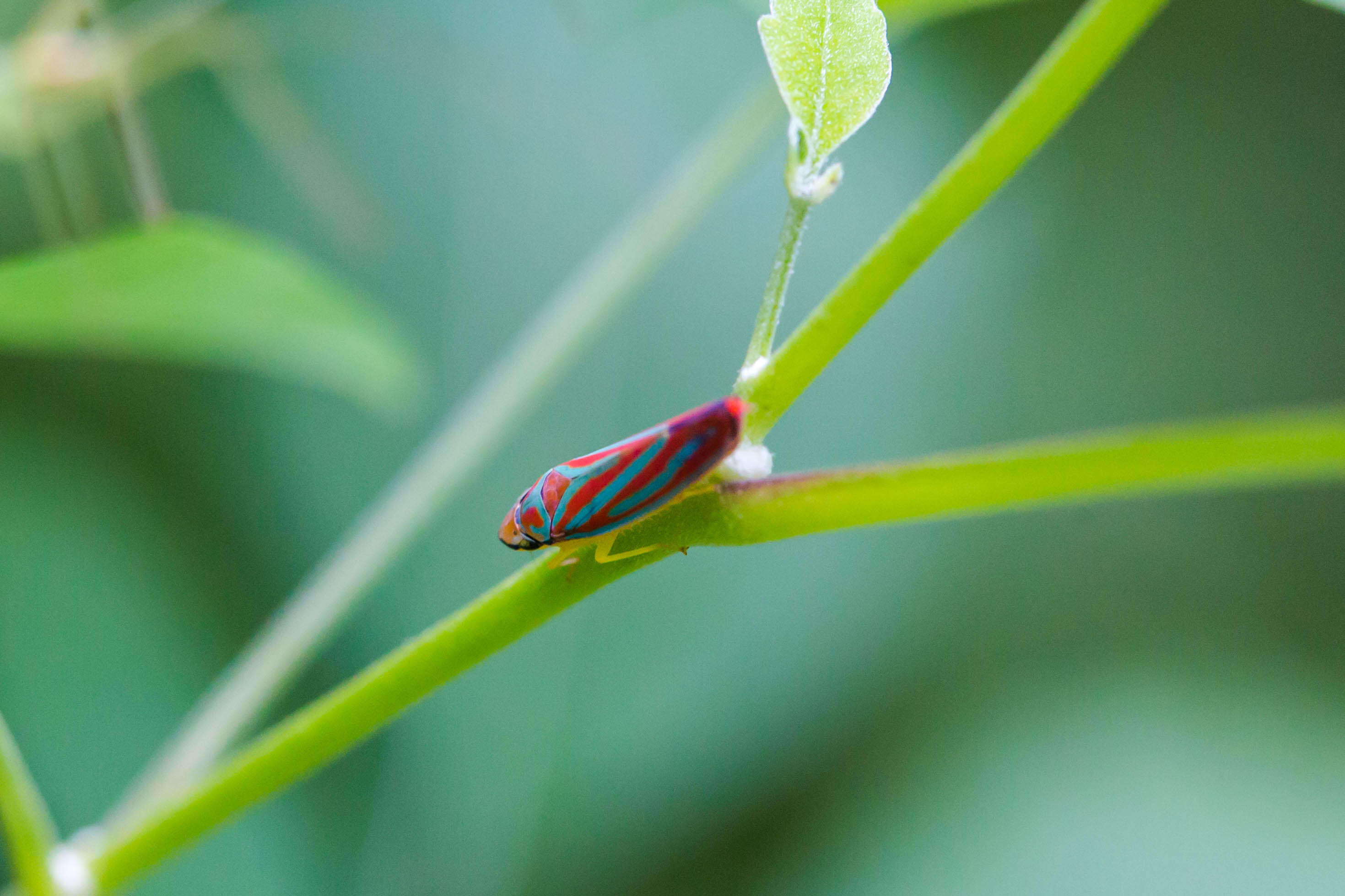 Graphocephala coccinea (Forster & J. R. 1771)的圖片