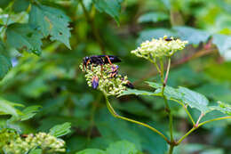 Image of Katydid Wasp