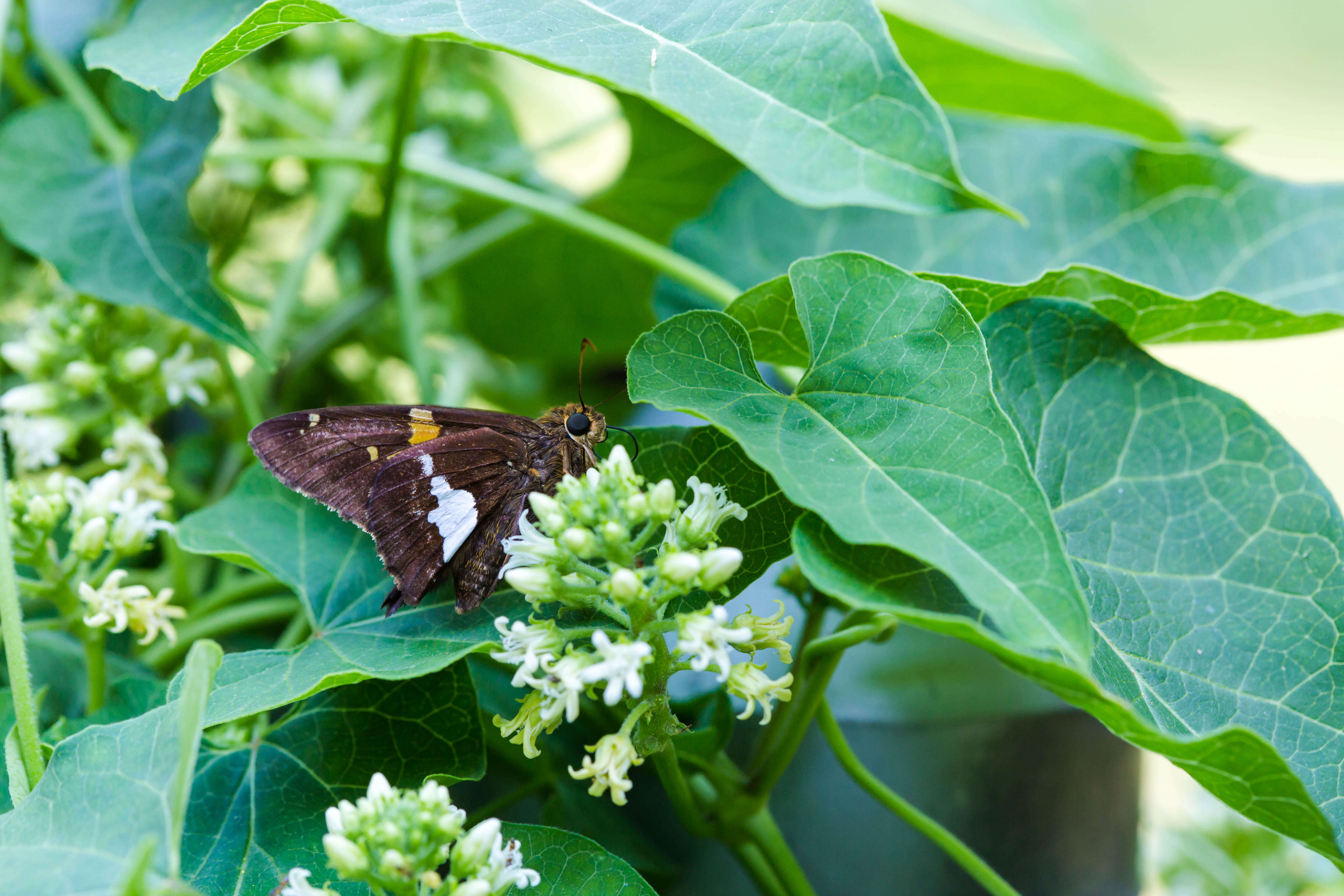 Image of Silver-spotted Skipper