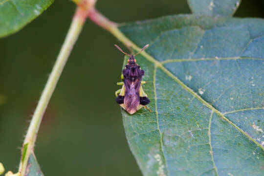 Image of Pennsylvania Ambush Bug