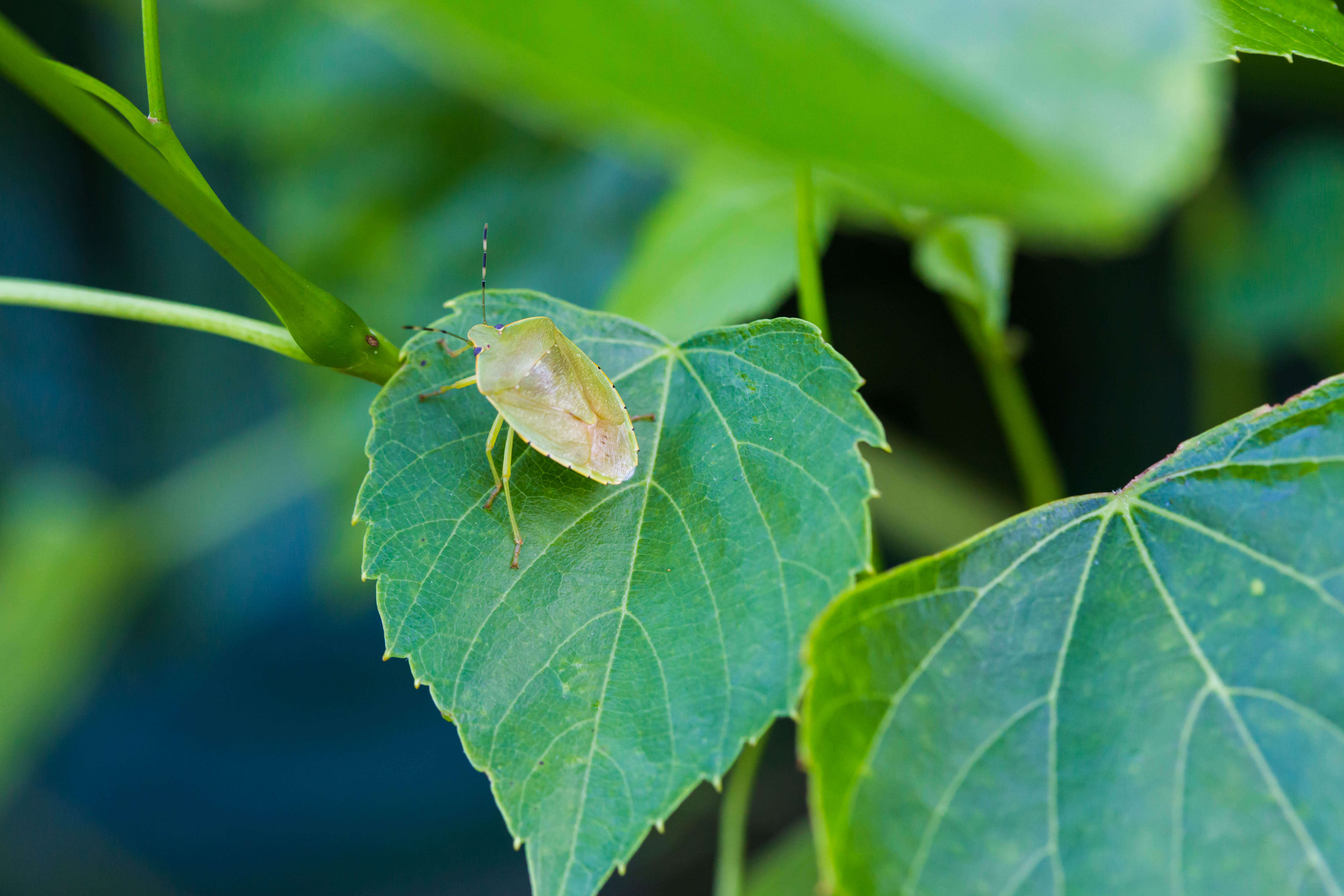 Image of Green stink bug