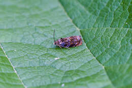 Image de Argyrotaenia velutinana Walker 1863