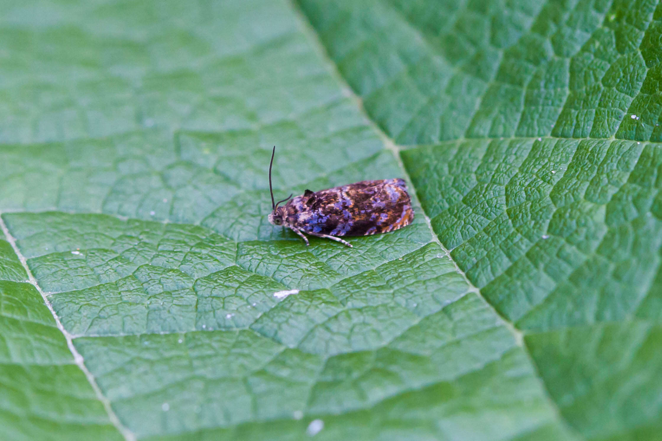 Image de Argyrotaenia velutinana Walker 1863