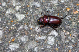 Lucanus (Pseudolucanus) capreolus (Linnaeus 1763)的圖片