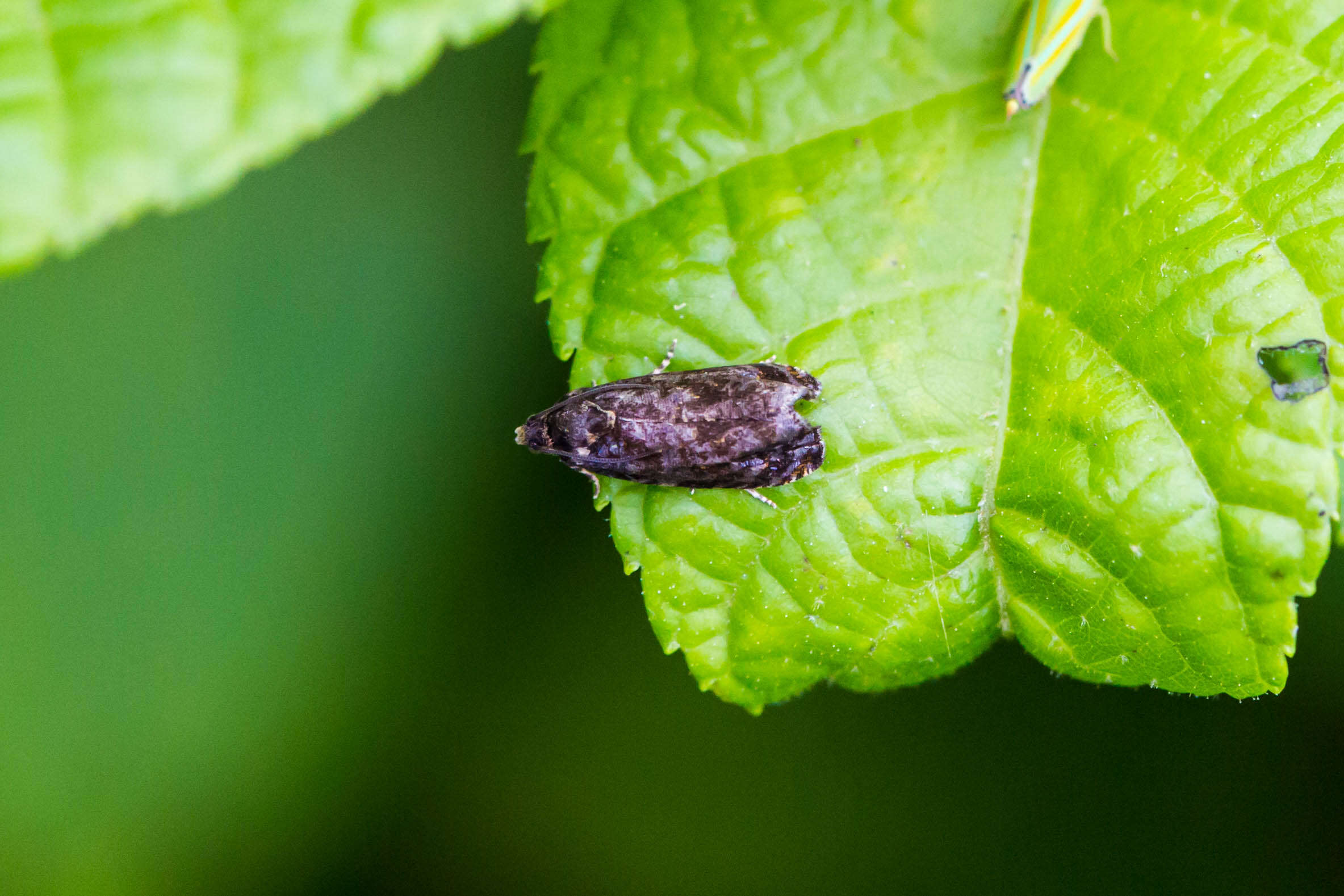 Argyrotaenia velutinana Walker 1863的圖片