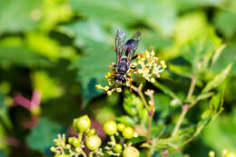 Image of Katydid Wasp