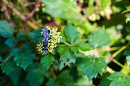 Image of Katydid Wasp