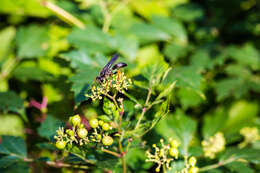 Image of Katydid Wasp