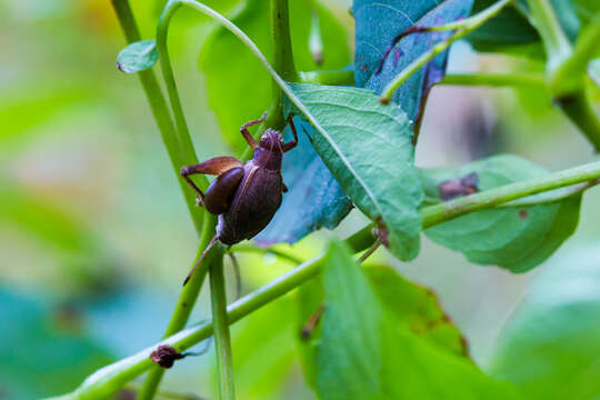 صورة Hapithus (Hapithus) agitator Uhler 1864