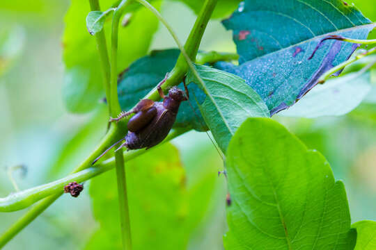 Image of Restless Bush Cricket