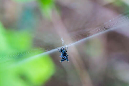 Image of Spined Micrathena