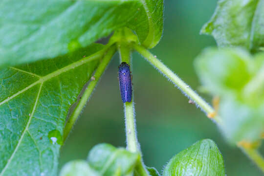 Image of Speckled Sharpshooter