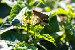 Image of Long-windged Skipper