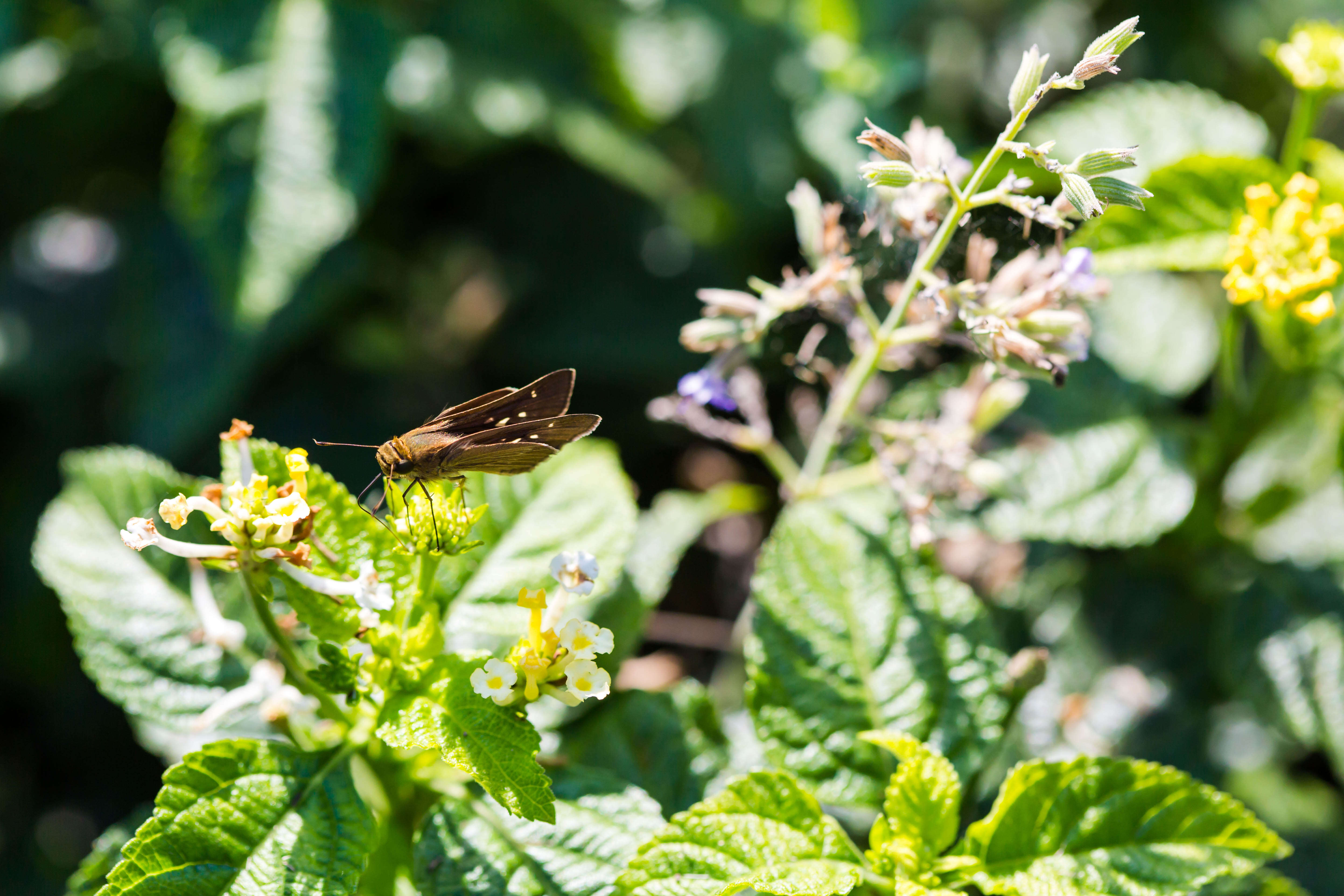 Image of Long-windged Skipper